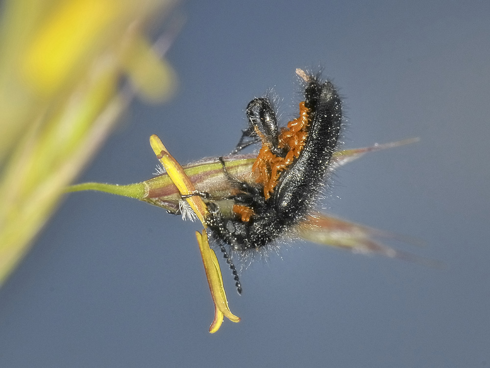 Enicopus pilosus con triungulini 2